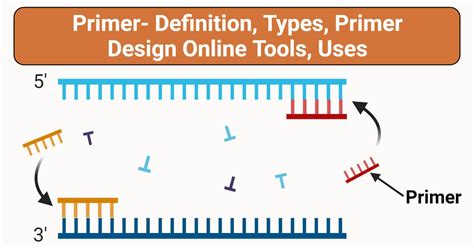 Primer- Definition, Types, Primer Design Online Tools, Uses