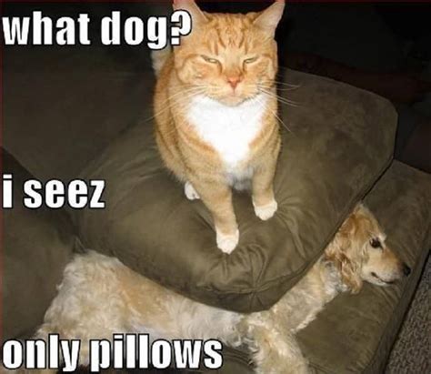 10 Hilarious Memes Of The Relationship Between Cats And Dogs