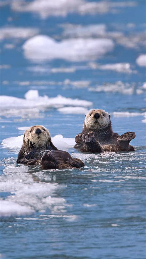 Sea Seals, animals, nature, otter, otters, water, HD phone wallpaper ...