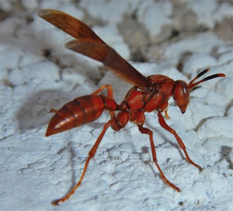 Red wasp: characteristics, behavior, habitat and life cycle