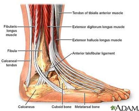 Pictures Of Ankle Joint Ligaments