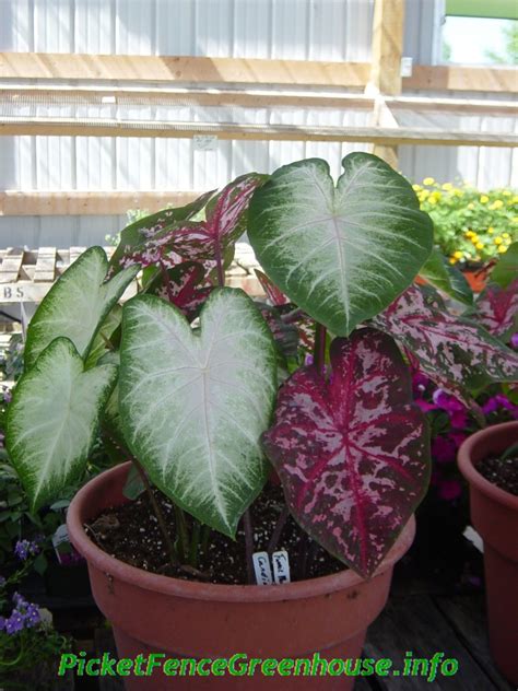 Growing and Storing Caladium Bulbs - Picket Fence Greenhouse/ Gardens