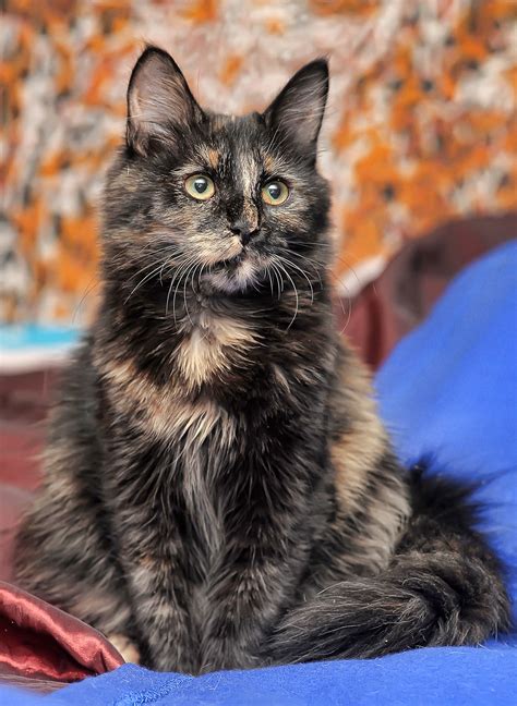 Tortoiseshell Cat: Over 30 Fascinating Facts About Tortie Cats