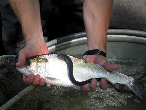 Arctic Lamprey Facts, Distribution, Diet, Predators, Pictures