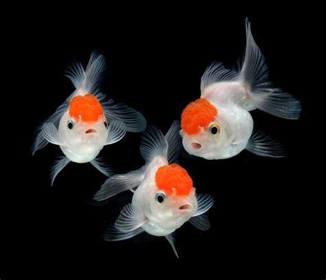 228 best Oranda Goldfish images on Pinterest | Aquarium fish, Oranda ...