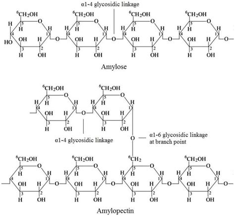 Corn Starch Structure