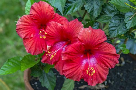 How to Grow Hibiscus in Pots