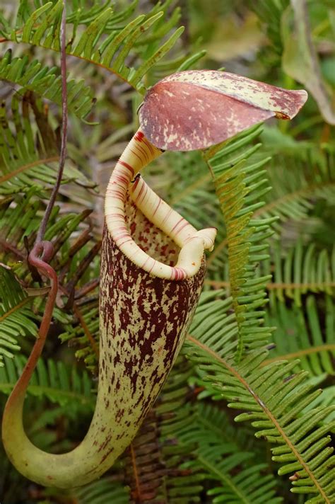 Nepenthes | Description, Carnivorous Plant, Pitcher Plant, Species ...