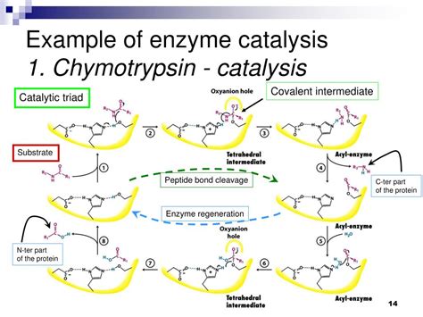 PPT - CHMI 2227E Biochemistry I PowerPoint Presentation, free download ...