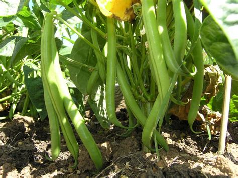 Snap Beans Planting, Growing, and Harvest Guide