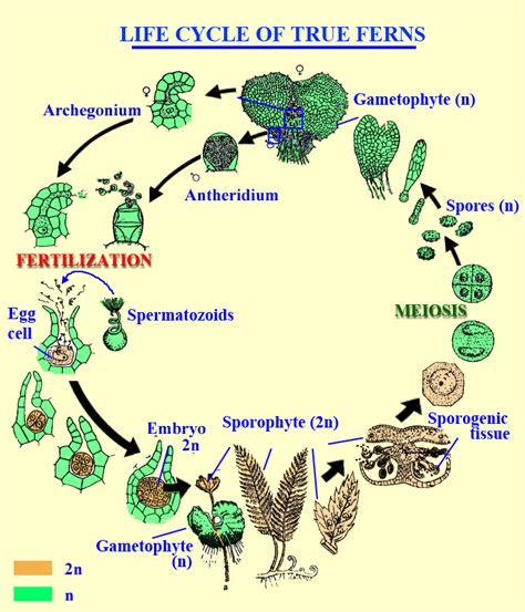 Pterophyta (Psilotum, Equisetum, Ferns)