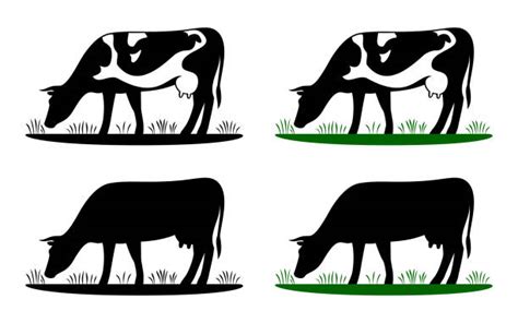 Cow Eating Grass Stock Photos, Pictures & Royalty-Free Images - iStock