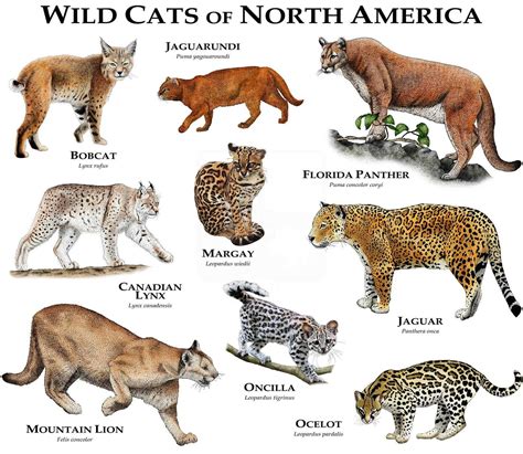 Big Cat Breeds A-Z