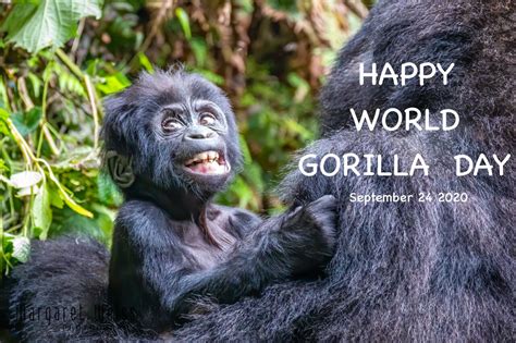 World Gorilla Day 2020 - Margaret Weiss Photography