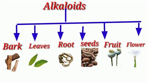 Alkaloids in plants.10th class. - YouTube