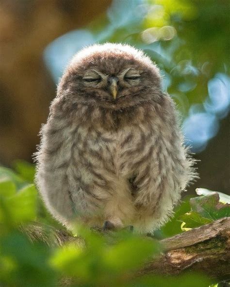 Cute Baby Owl | [+] CUTE BABY