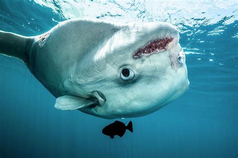 sunfish - Yahoo Image Search Results | Mola, Nova scotia, Nature pictures