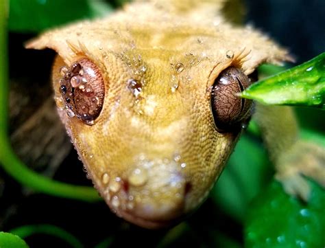 Gecko in the mist, crested gecko, lizard, reptile, eye, water drops, HD ...