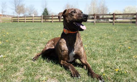 Plott Hound Breed: Characteristics, Care & Photos | BeChewy