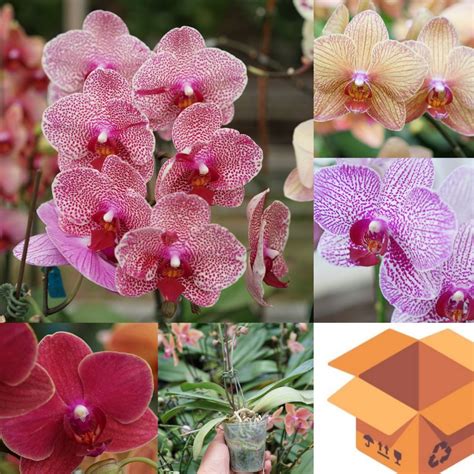 Phalaenopsis Hybrids | ubicaciondepersonas.cdmx.gob.mx