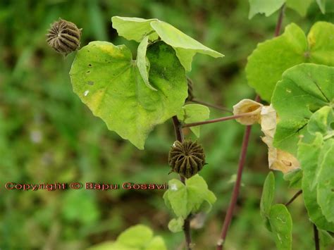 Flowers Plants & Trees: Abutilon indicum