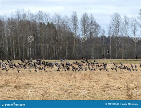 A Migratory Bird Flock in a Goose Field, Landscape Seasonal Bird ...