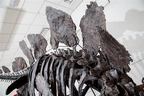 Photos: Incredible Near-Complete Stegosaurus Skeleton | Live Science