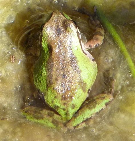 HILL BABIES: The Semi-Hidden Frog Habitat of Brisbane