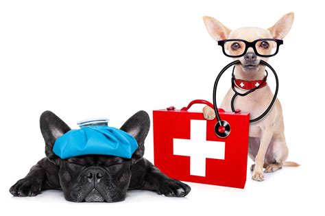 How to Cope in a Pet Emergency | Sydney, NSW | VetMed