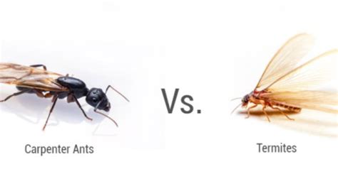 What is the difference between carpenter ants and termites?