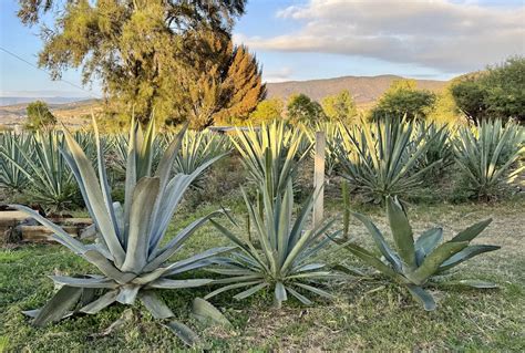 📖 101 Guide: What Types of Mezcal Are There?