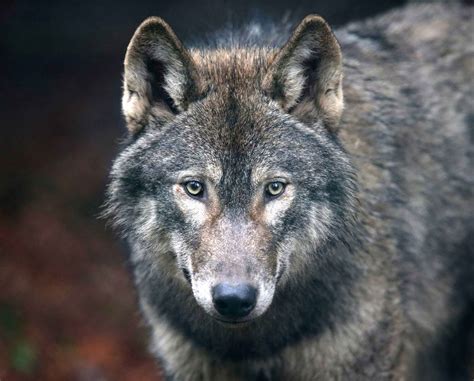 Back into the wild: Is it time for wolf packs to roam the Highlands ...