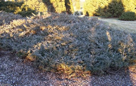 Silver King Juniper - North American Insects & Spiders