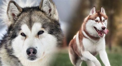 Malamute vs Husky: Comparing the Alaskan Malamute and Siberian Husky