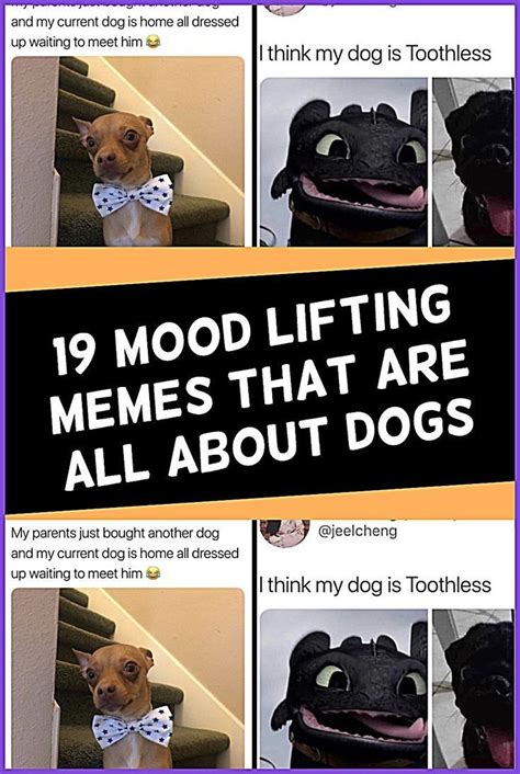 19 mood lifting memes that are all about dogs – Artofit