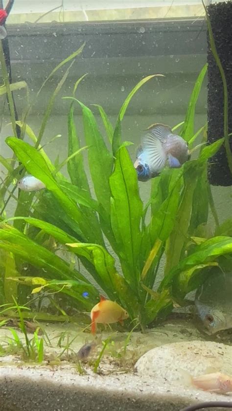 electric blue acara breeding?? - Fish Breeding - C.A.R.E.