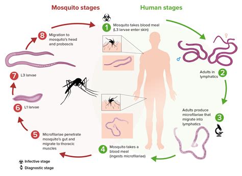 Life Cycle, Morphology, Symptoms and Treatment of Wuchereria Bancrofti ...