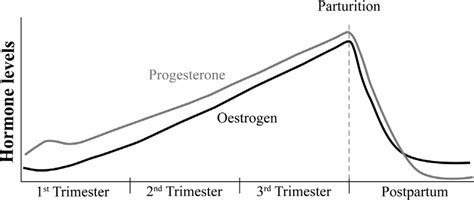 What Is The Role Of Estrogen During Pregnancy - PregnancyWalls