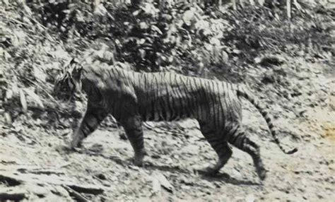 5 Recently Extinct Animal Species