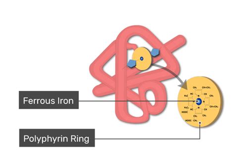 Myoglobin: definition, structure and function | GetBodySmart