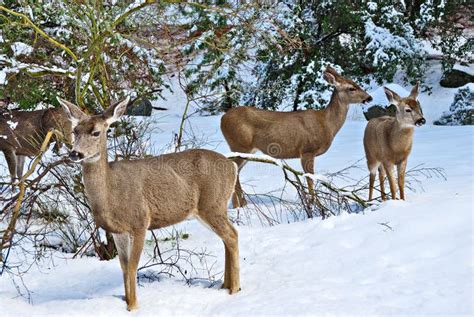 Mule Deer Standing In The Snow Stock Photo - Image: 2291086