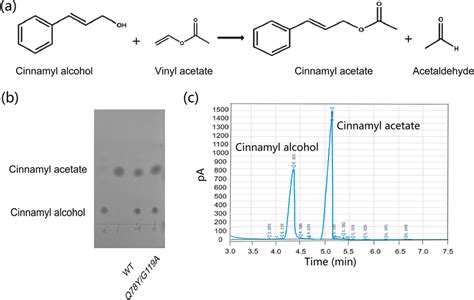 Synthesis of cinnamyl acetate uses the whole-cell catalyst of WT and ...