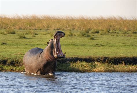 Natucate Blog – Hippopotamuses ⋅ Natucate