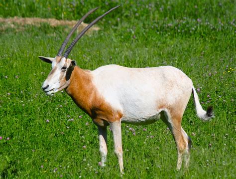 Scimitar Horned Oryx Animals | Amazing Facts & Latest Pictures | All ...