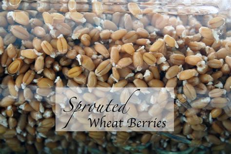 Sprouted Wheat Berries – a tutorial | Grain Mill Wagon