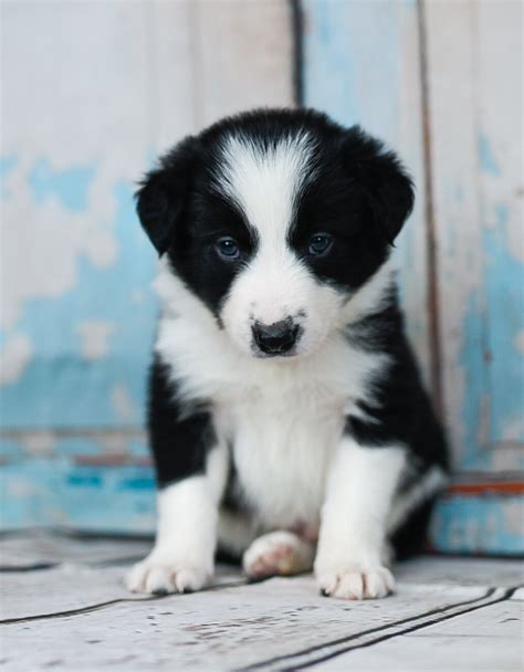 Delray, a handsome black and white border collie puppy. | Border Collie ...