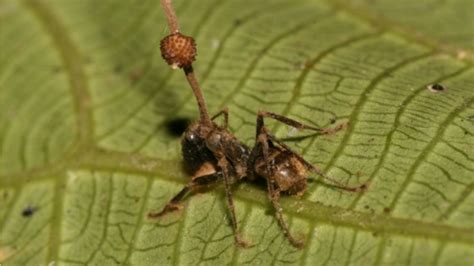 Fungus takes control of an ant by hijacking its body, not its brain ...