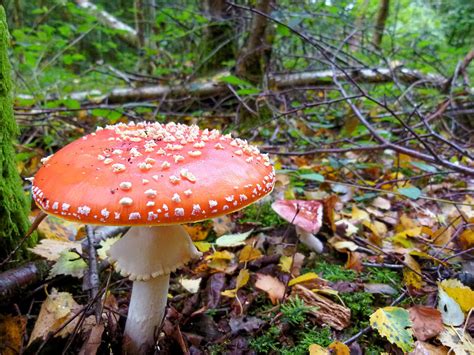 Fungi in the Forest Photograph by Vanessa Thomas - Pixels