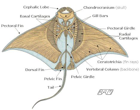 Design Context: Manta Ray Skeleton