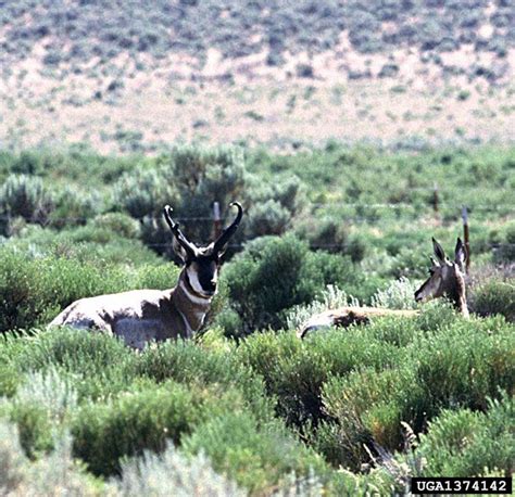 pronghorn antelope (Antilocapra americana)